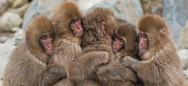Five Monkey Experiments Story
